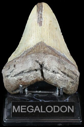 Robust, Megalodon Tooth - North Carolina #49521